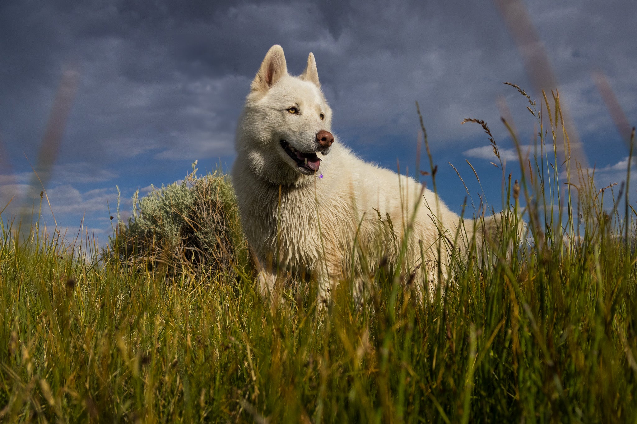 White dog standing in a grassy field with a blue sky and clouds in the background