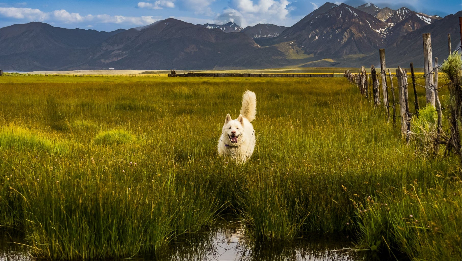 owens river mammoth lakes dog running 
